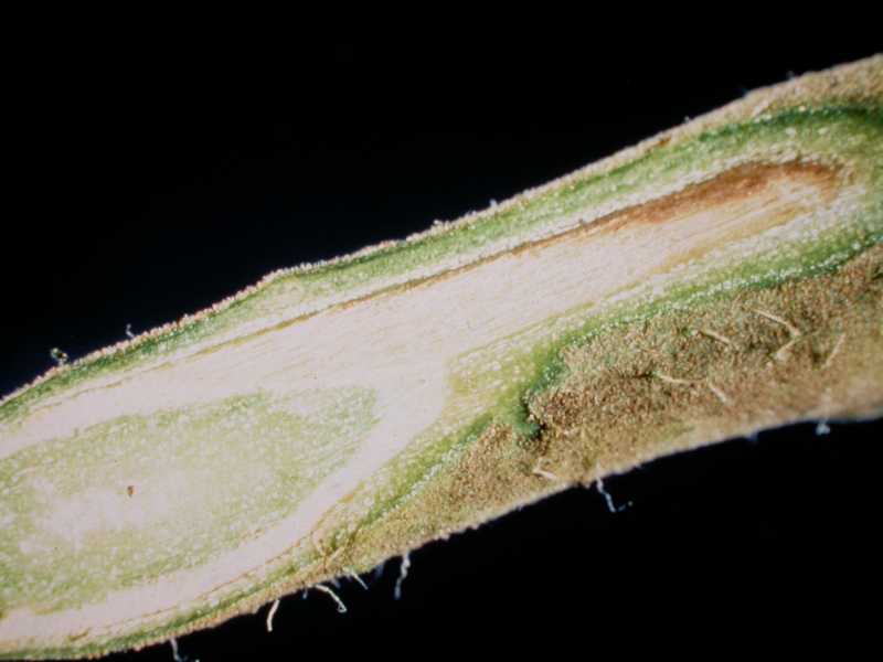 Fusarium Wilt of Tomato